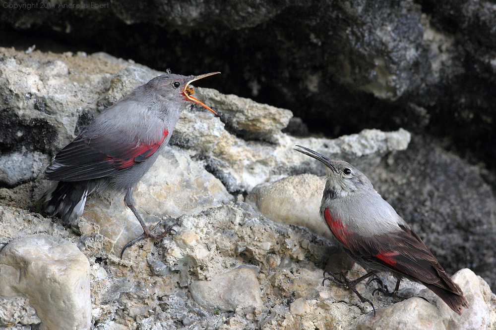 Mauerläufer (Tichodroma muraria) Fütterung