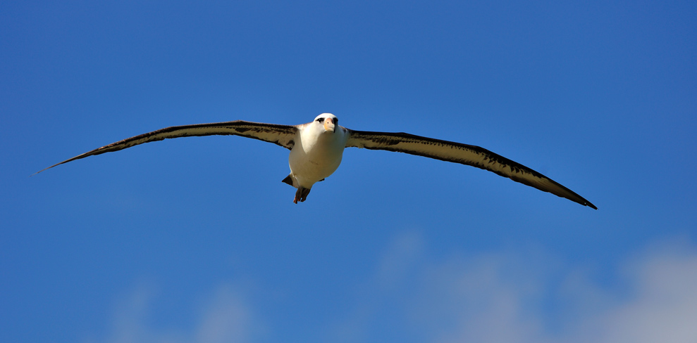 Laysan Albatros