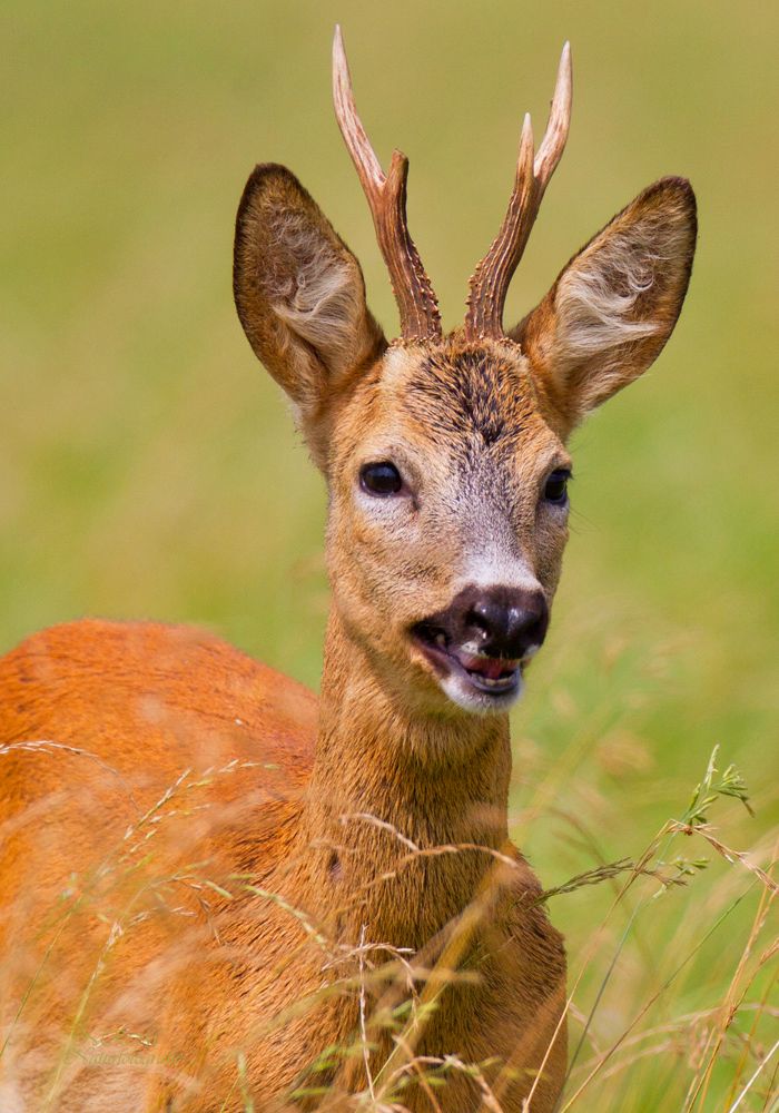 Sommerbock