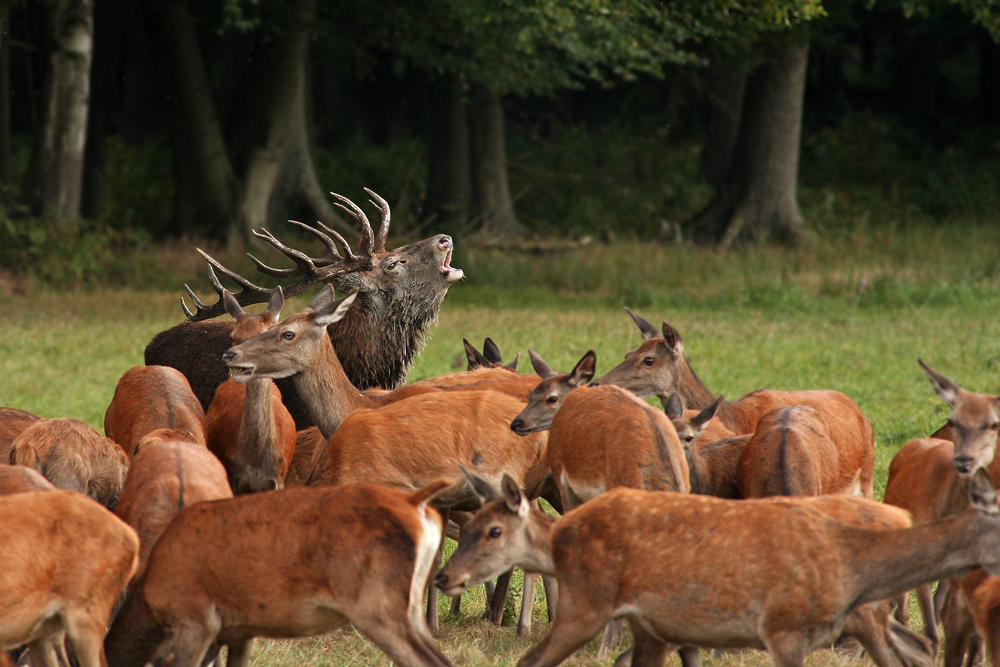 ~ König der Wälder ~