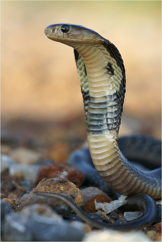 * Blick der Kobra * (Forum für Naturfotografen)