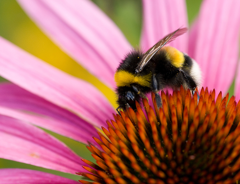 Im HimalayaGarten (Forum für Naturfotografen)