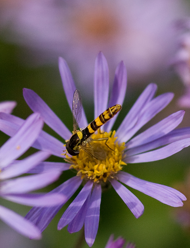 Köpfchen in die Blume...