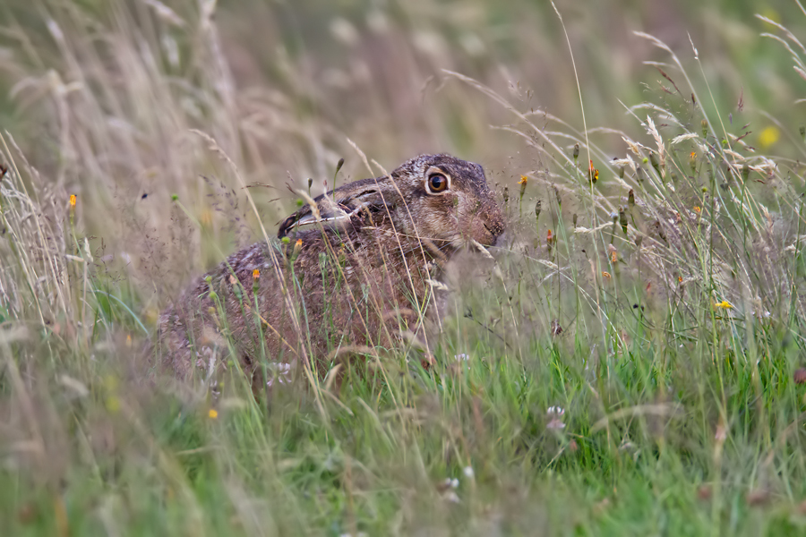 Heimlicher Hase