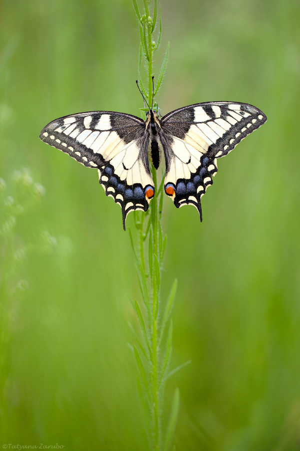 Papilio machaon