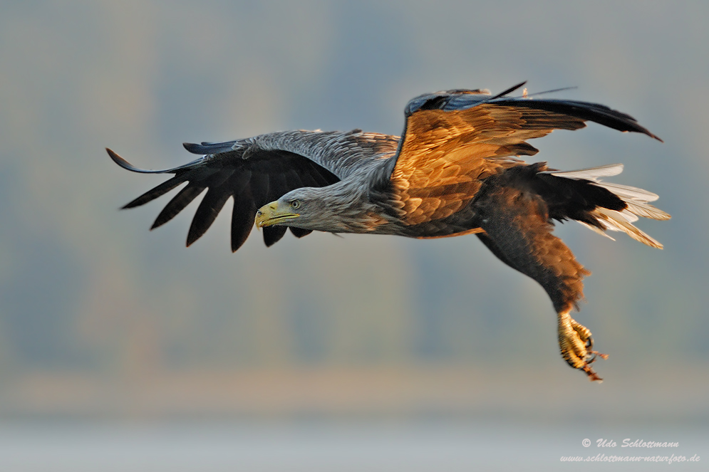 Seeadler (Korrektur)