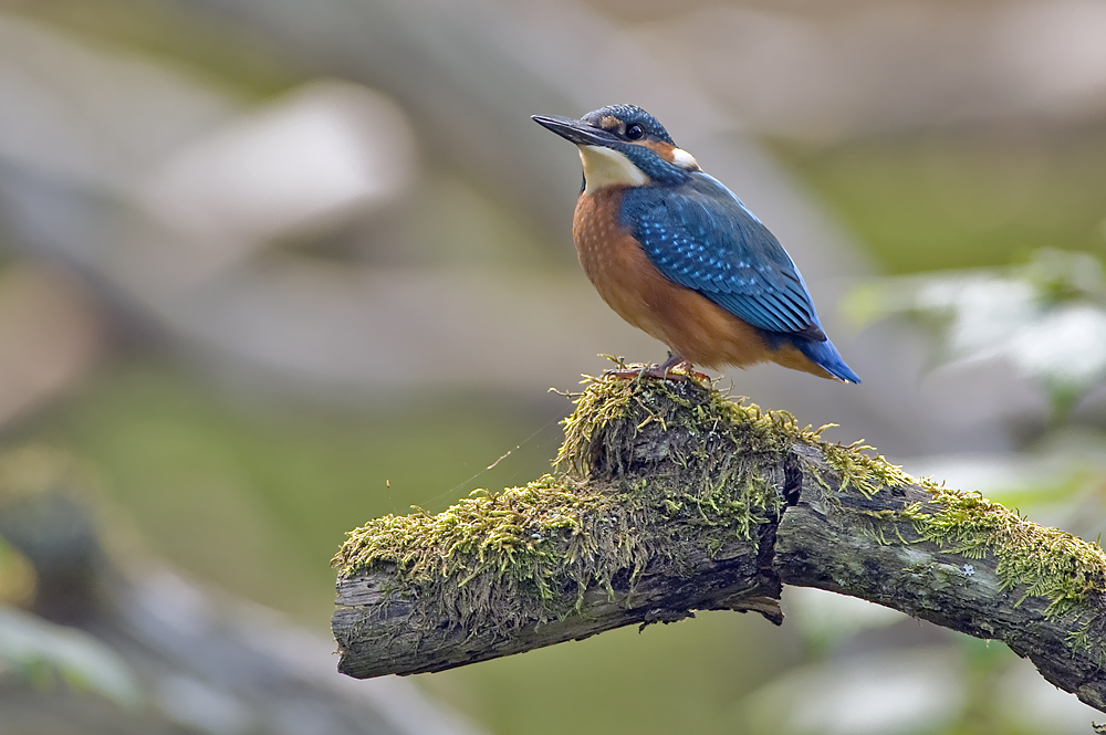 Junger Eisvogel