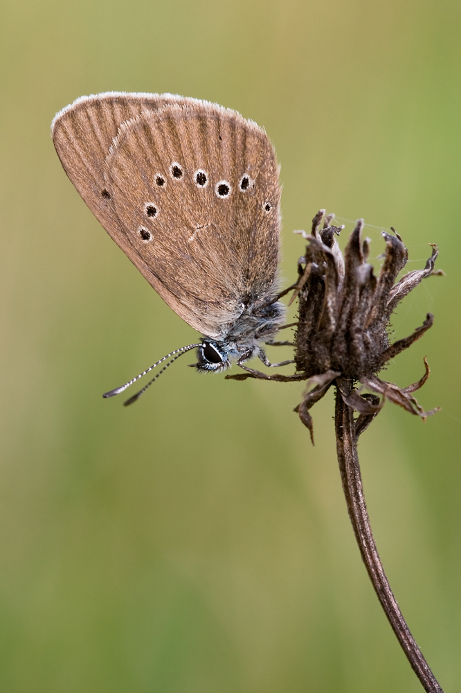 Dunkler Wiesenknopf-Ameisenbläuling