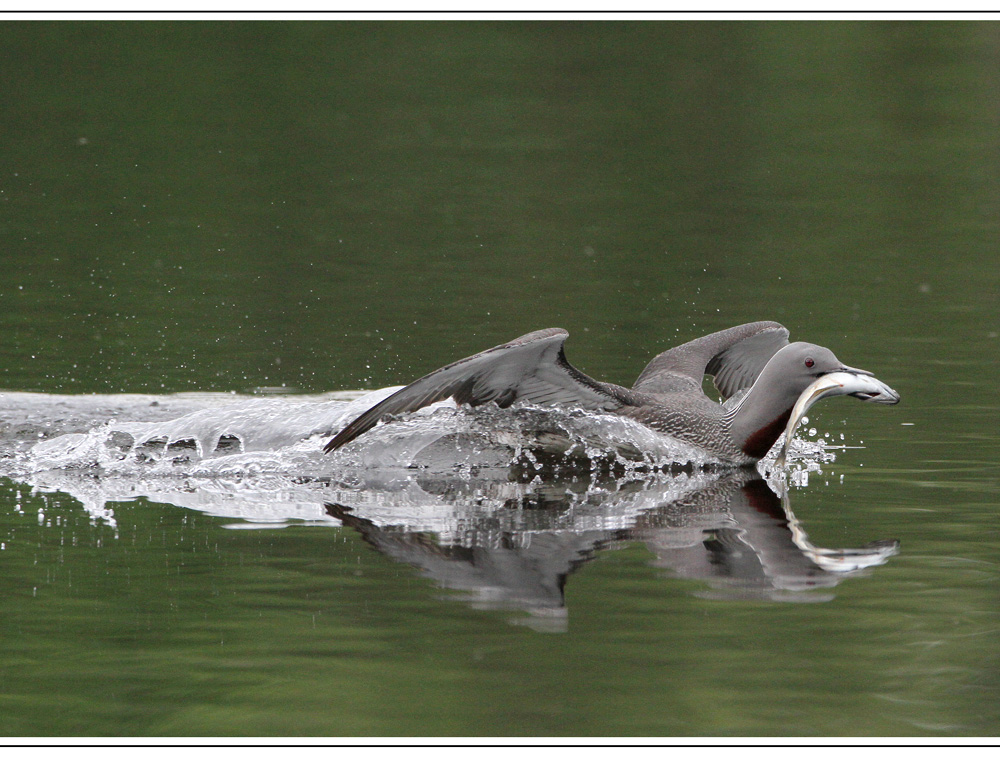 Landung mit Fisch