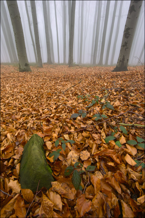 Novemberwald bei Hochnebel