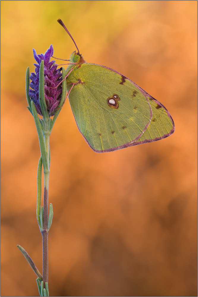 Colias Crocea