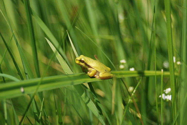 Kleiner Laubfrosch - Hyla arborea