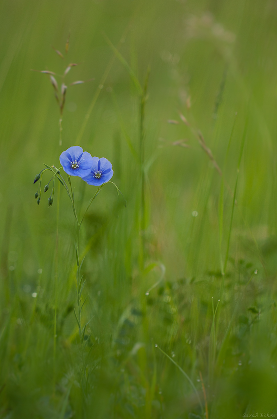 Zweisamkeit in Blau