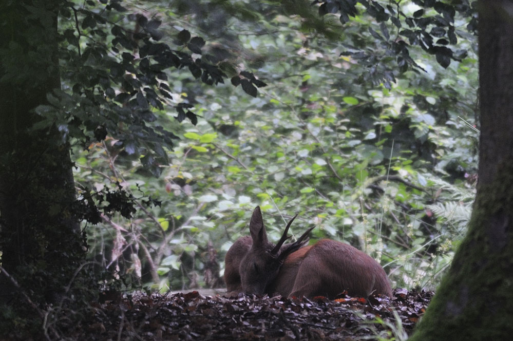 So Schlafen Rehe Forum Fur Naturfotografen