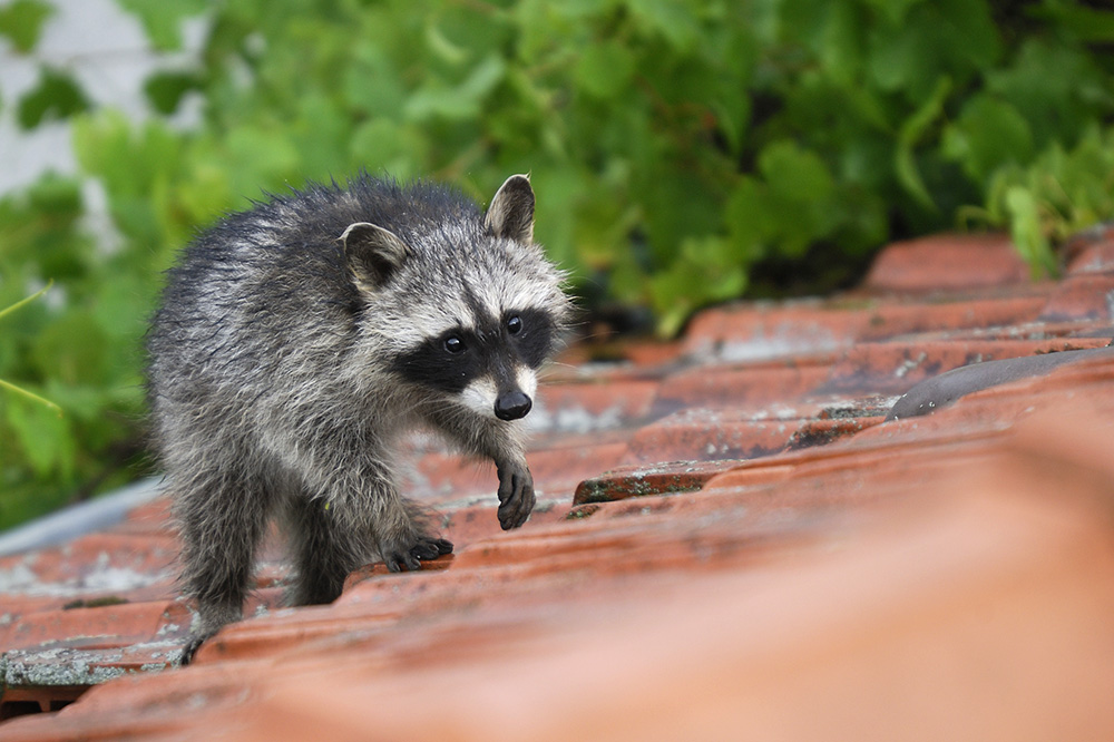 junger Waschbär