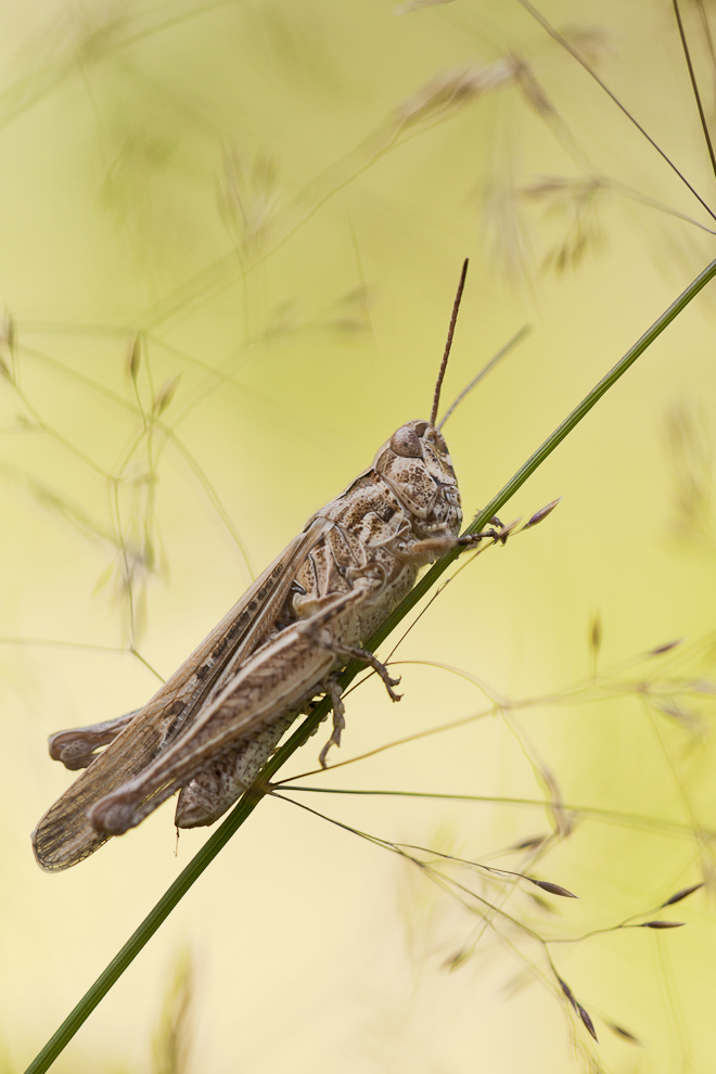 Grashüpfer