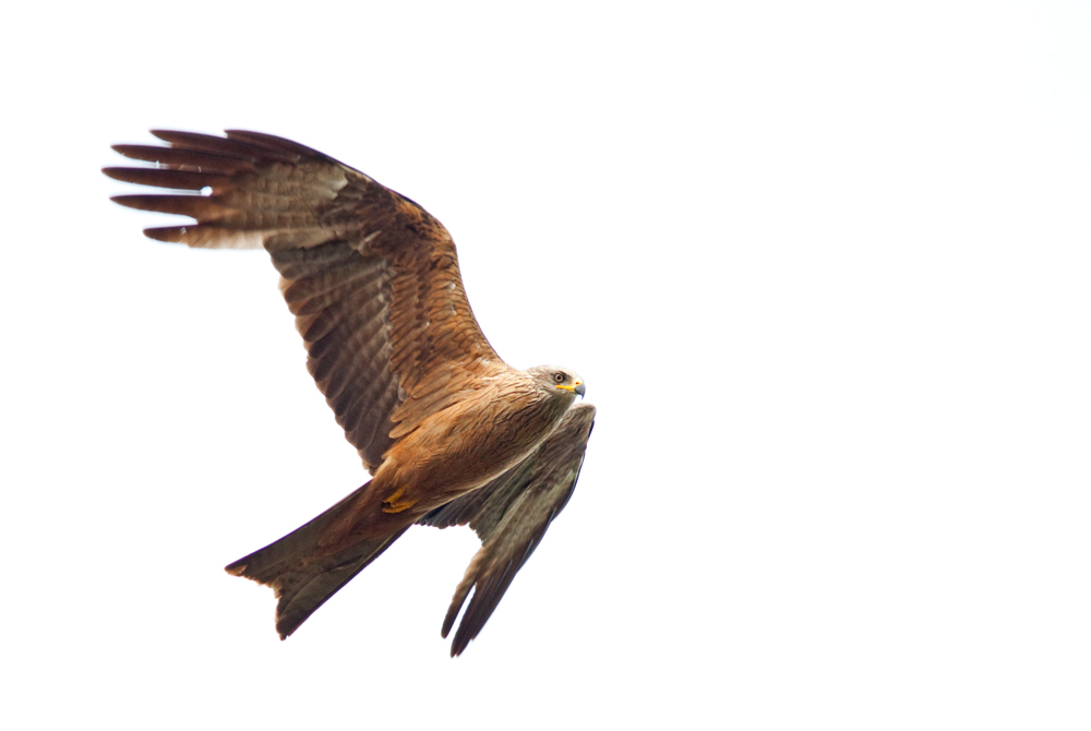 Überflieger