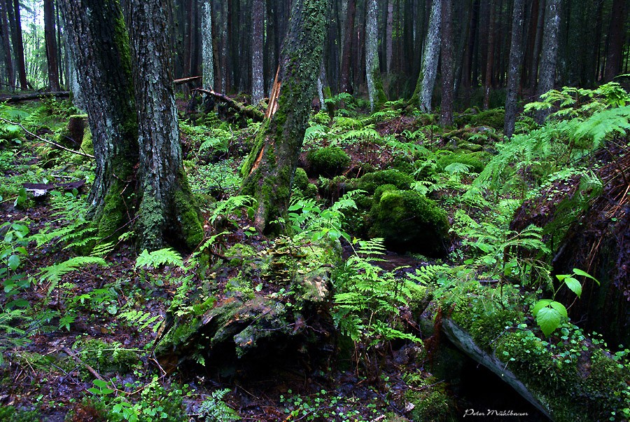 Unheimliche Stimmung im dunklen Wald