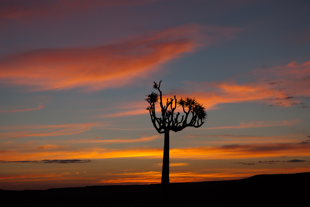  - image::Hans_Irmer_sonnenuntergang_namibia_koecherbaum_aloe