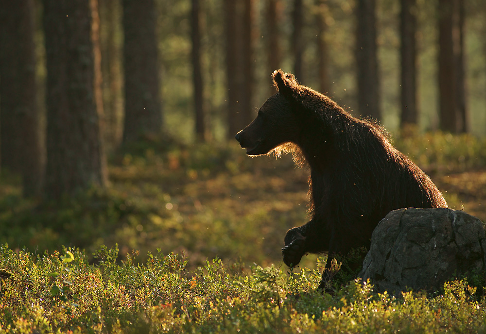 Braunbär im Licht