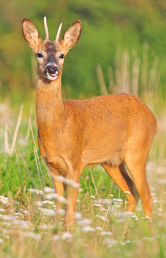 Rehbock (Forum für Naturfotografen)