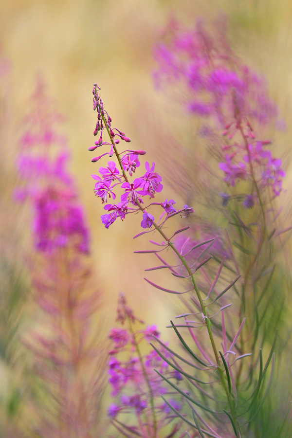 Epilobium angustifolium