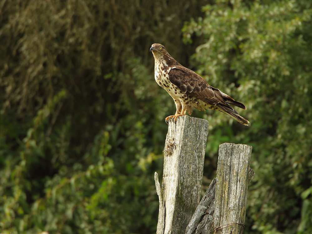 Wespenbussard