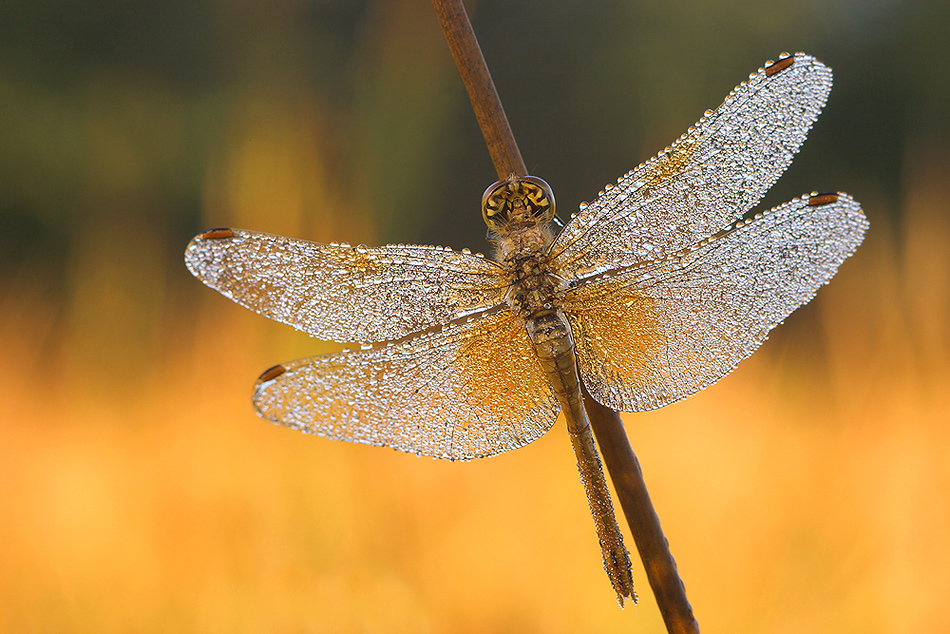 Golden light