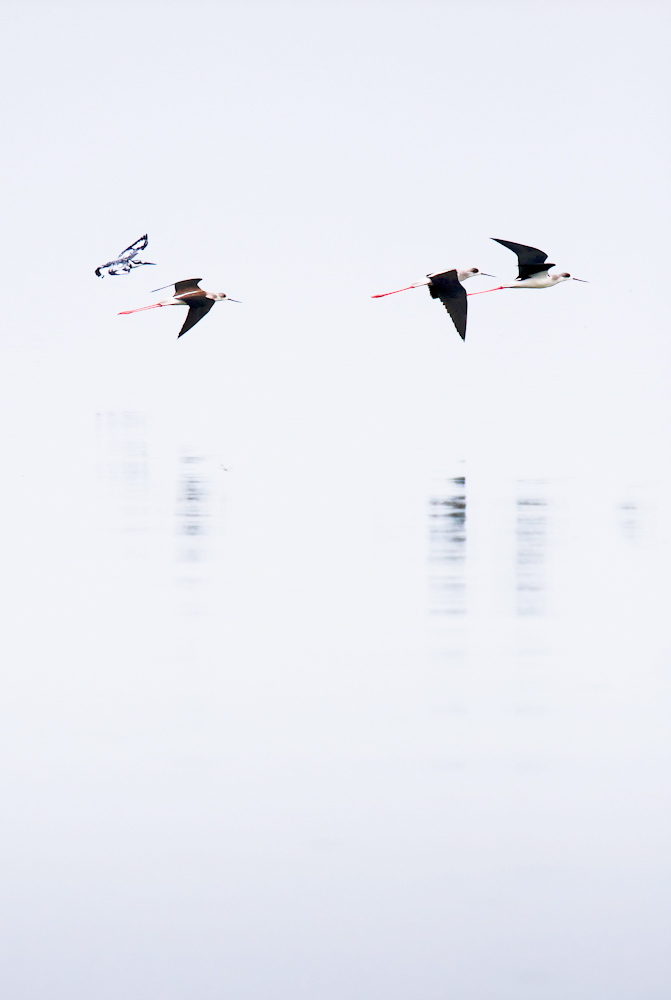 Black winged Stilts/ African Pied Kingfisher