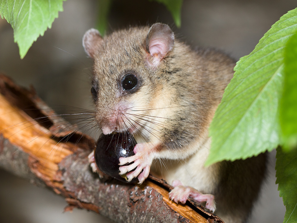 Siebenschläfer (Forum für Naturfotografen)