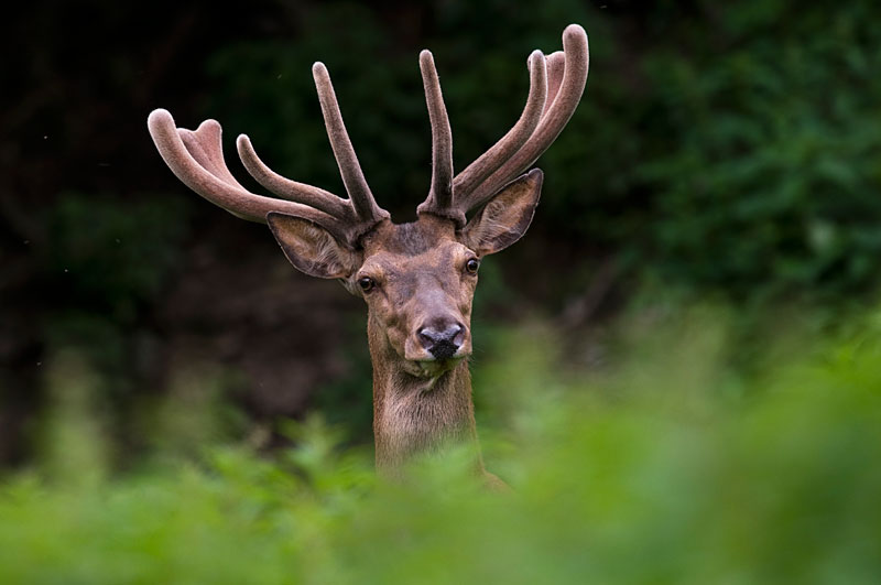 Rothirsch (Cervus elaphus)