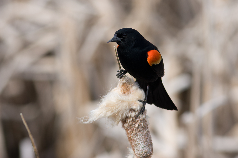 Red Winged Blackbird