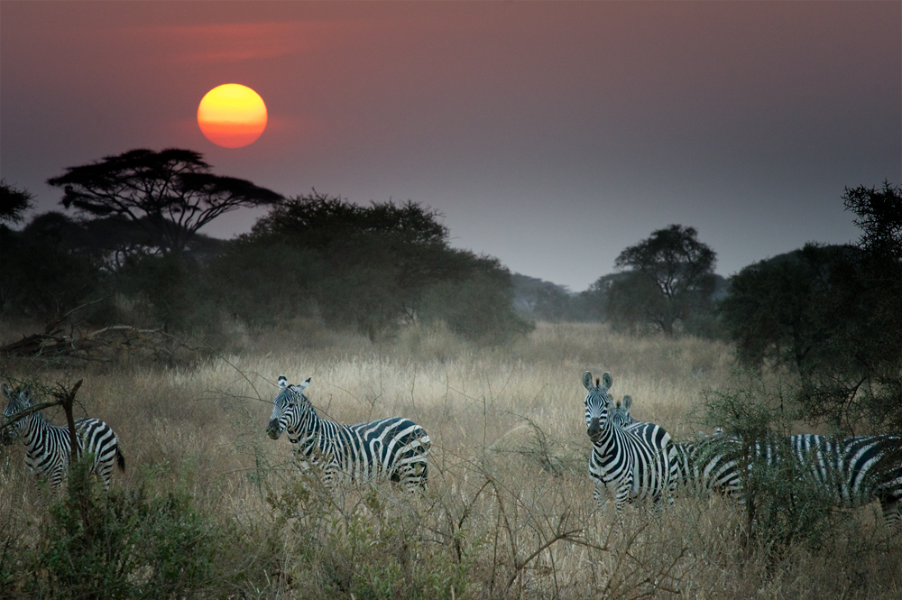 Amboseli Sunset