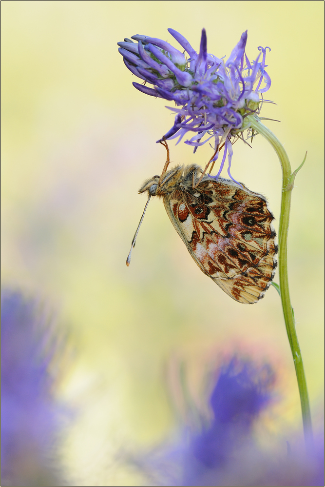 ~ Boloria titania ~