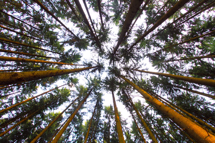 Waldhimmel