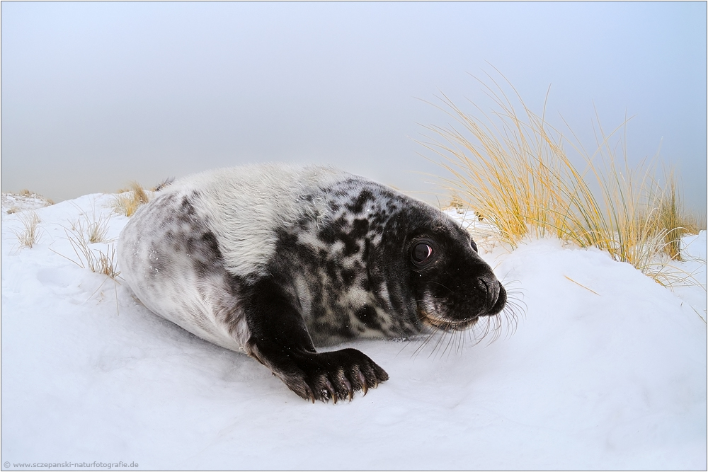 ~ Kegelrobbe (Halichoerus grypus) ~
