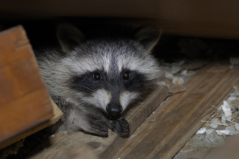 junger Waschbär