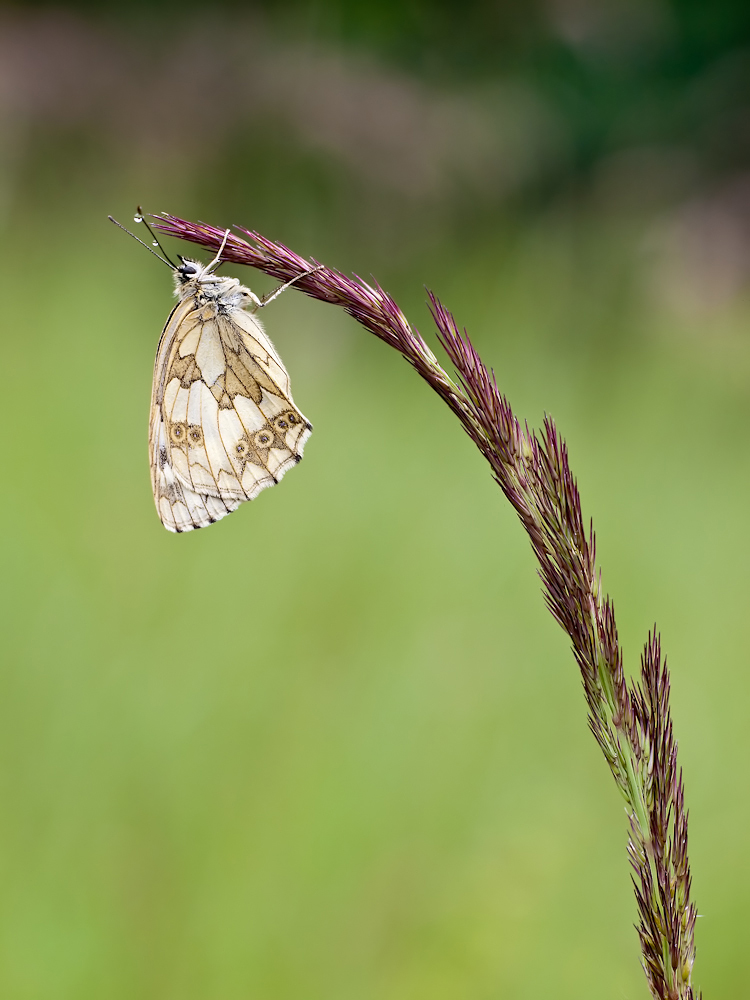 Schachbrettfalter