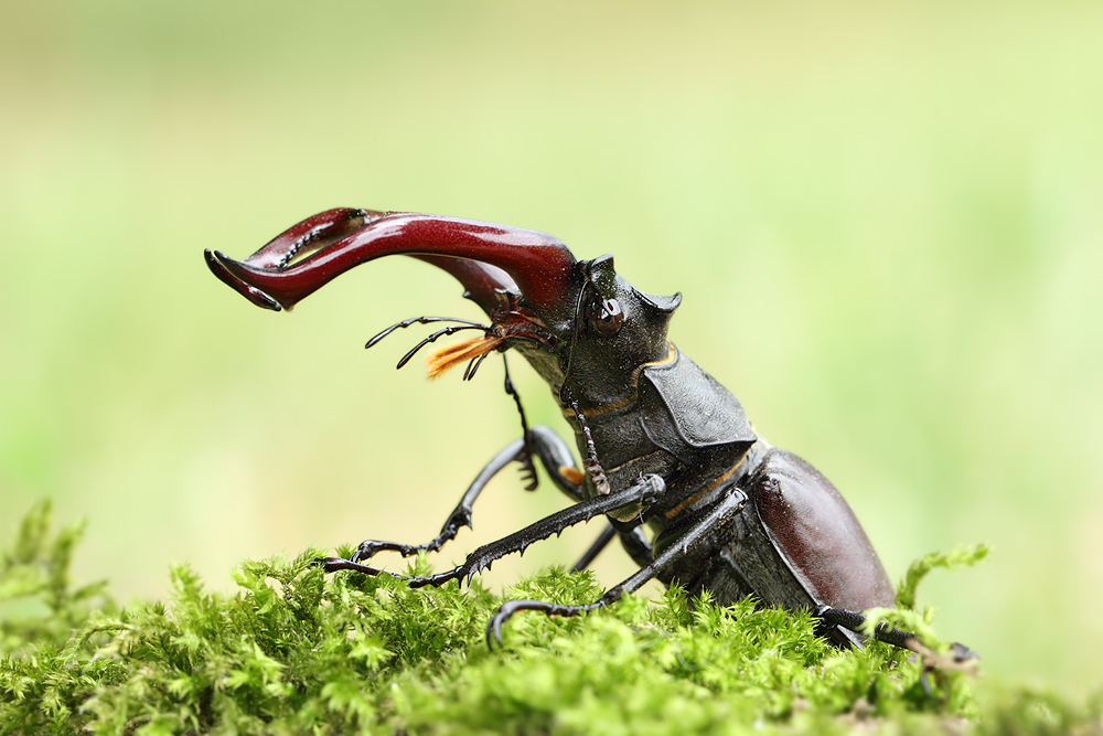 ;--Lucanus cervus--;