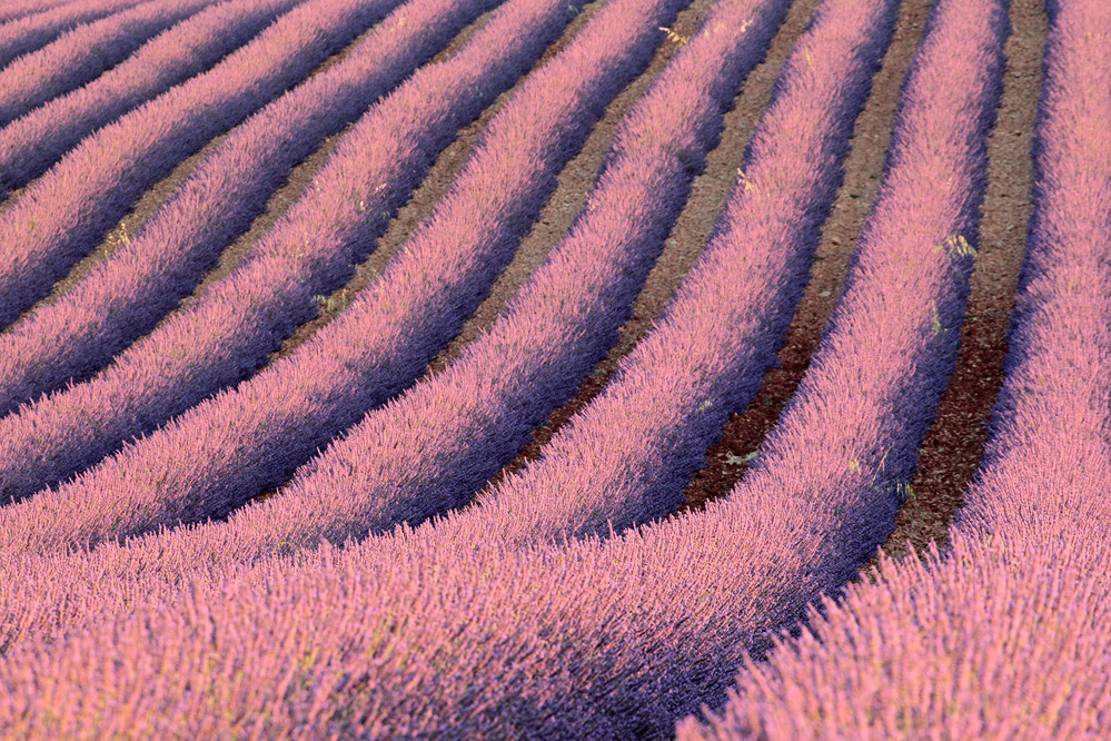 Lavendel