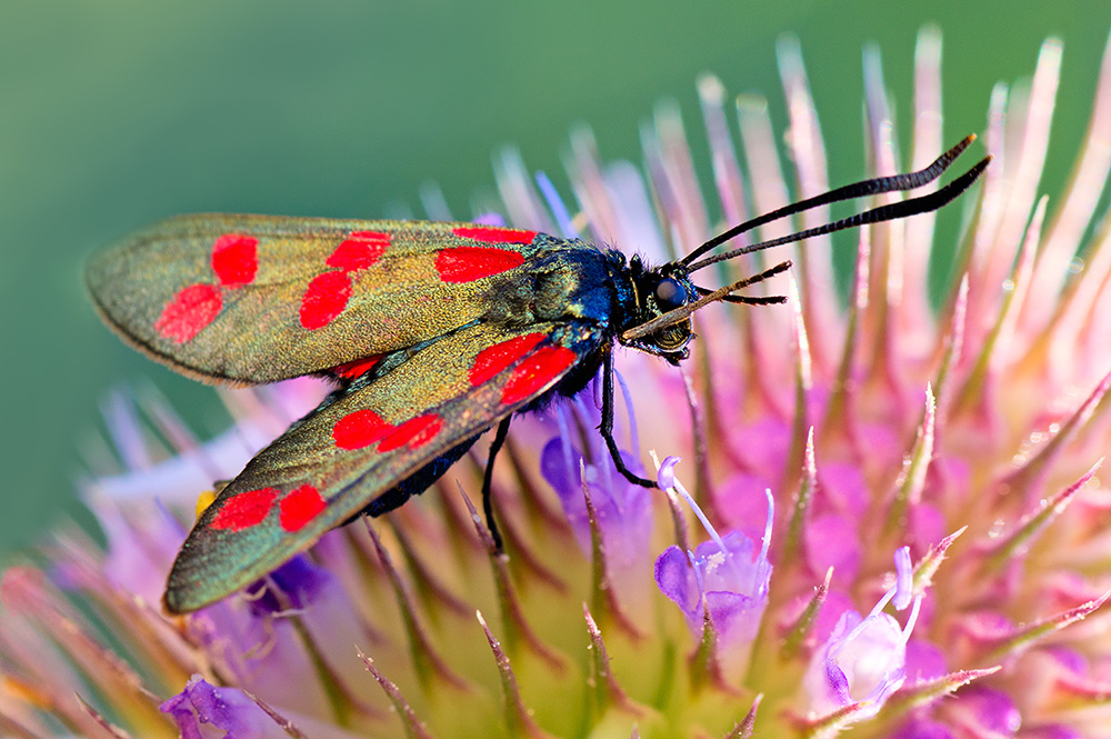 Zygaena filipendulae (Gewöhnliches Sechsfleck-Widderchen)