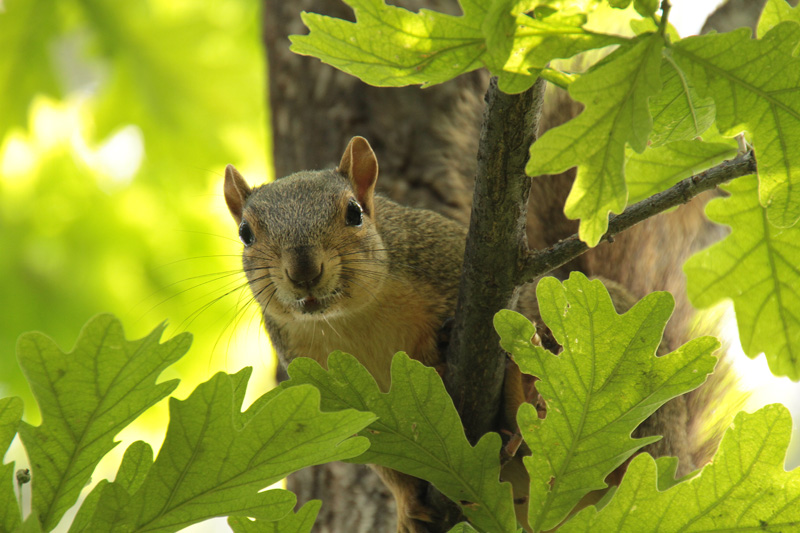 Squirll