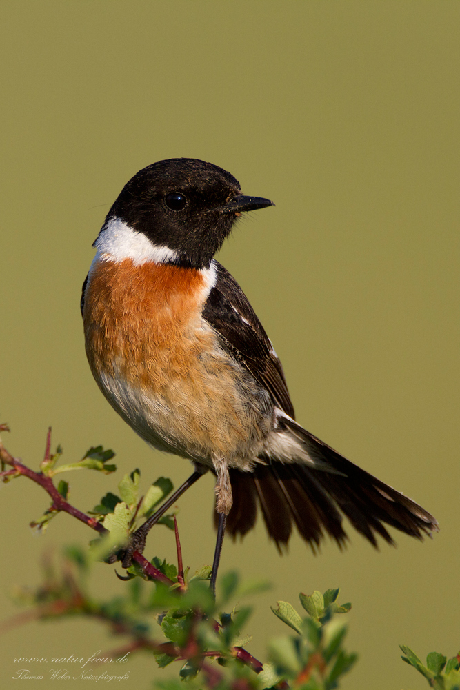 Schwarzkehlchen (Saxicola torquata)