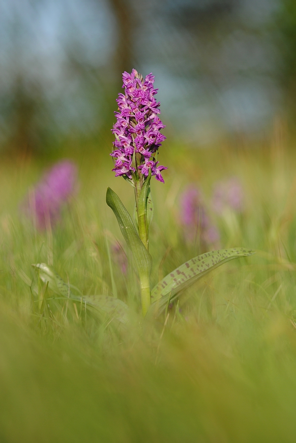 Breitblättriges Knabenkraut (Dactylorhiza majalis)