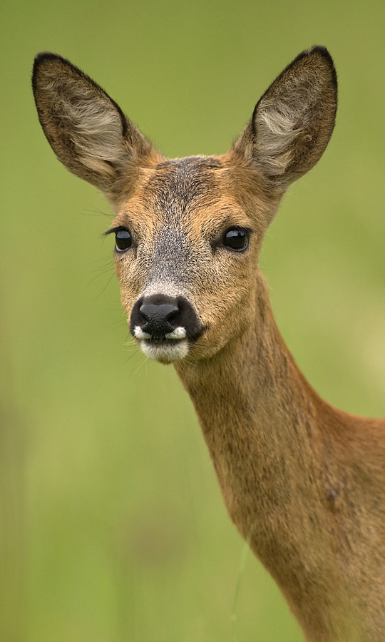 "Capreolus capreolus"
