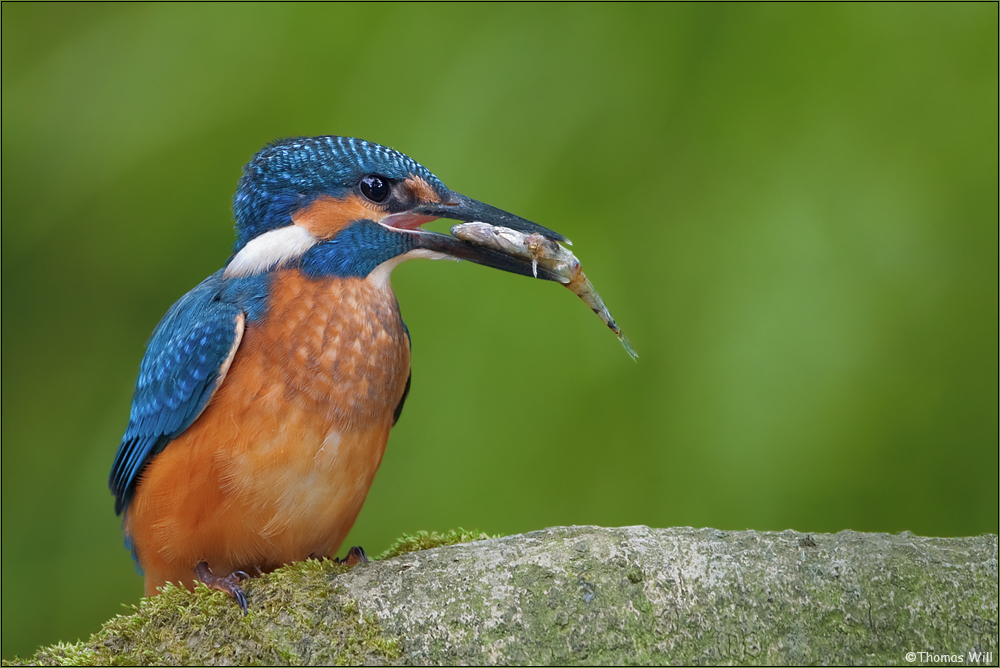 [ life of kingfishers~ 5 ]