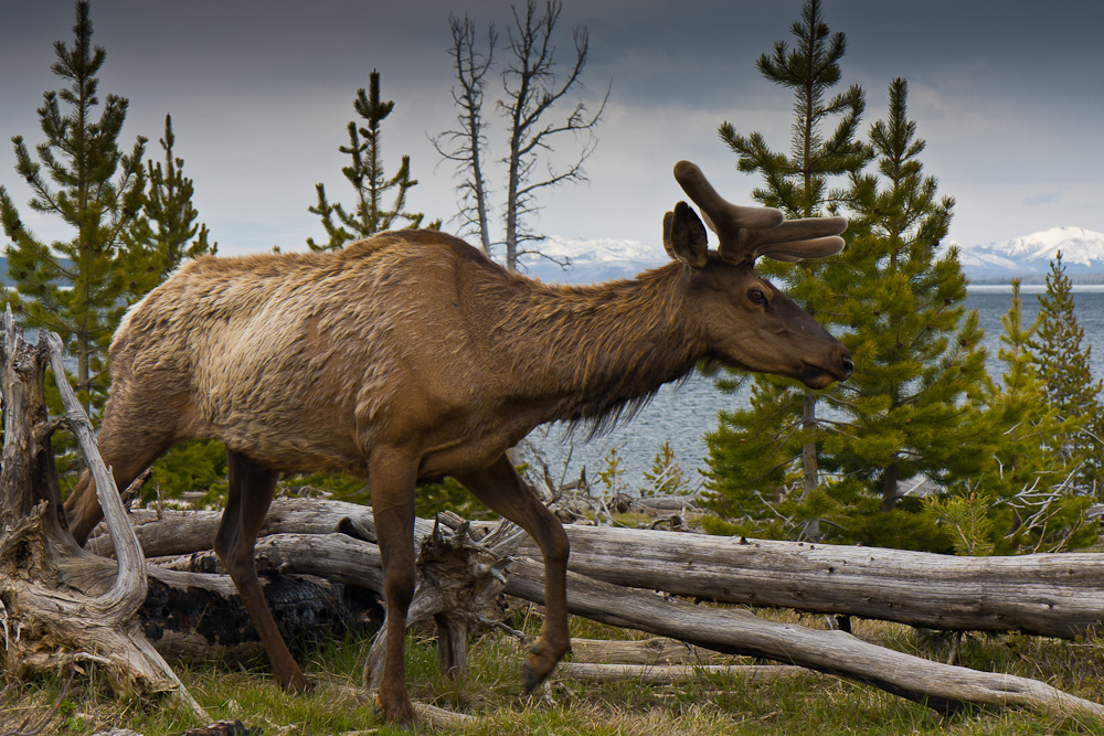  - image::Hans_Irmer_yellowstone_np_saeugetier_lake_lewis_hirsch