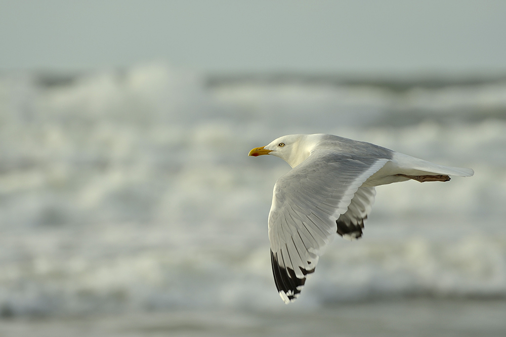 Brandungsflug