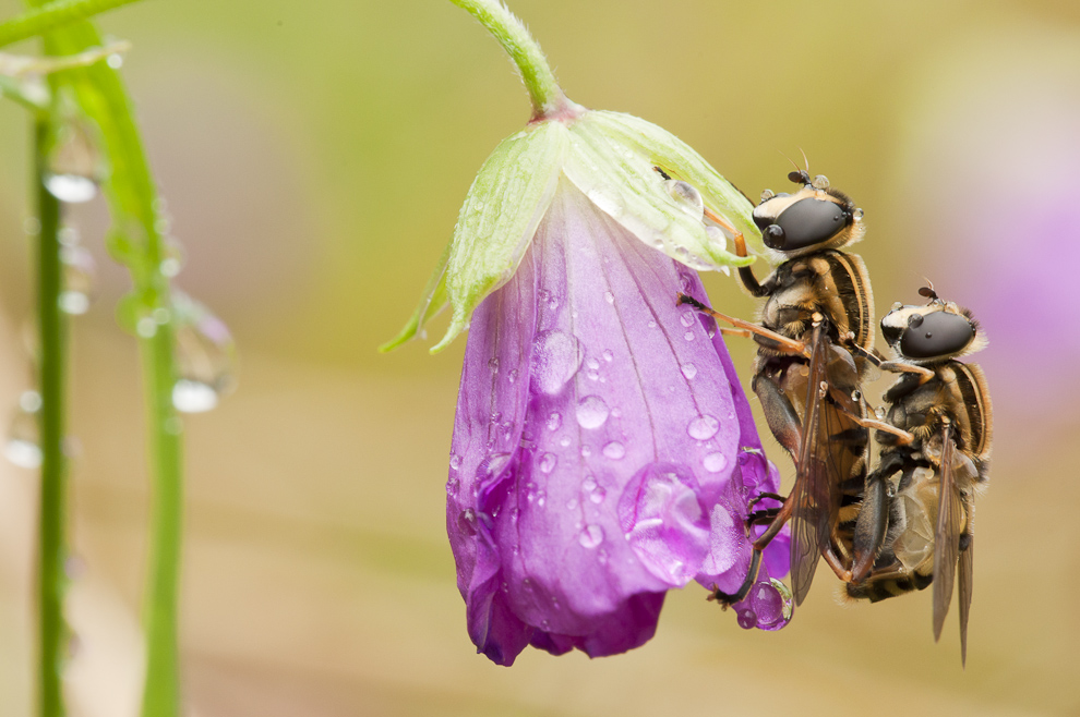 Nach dem Regen II ...