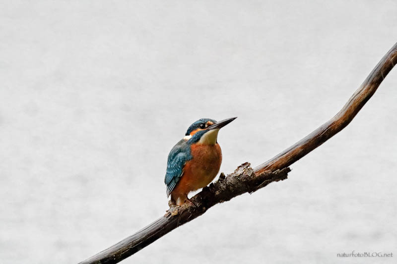 Mein erstes Eisvogel-Foto